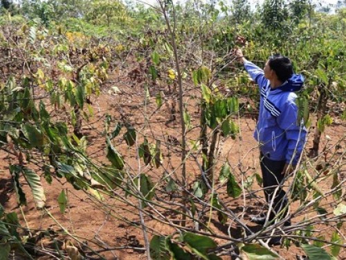 ĐẠI HẠN HÁN - CÀ PHÊ TÂY NGUYÊN MẤT MÙA